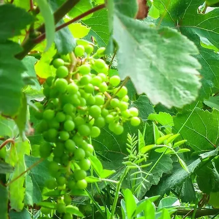 Villa Rania: ευάερη με θέα τη θάλασσα